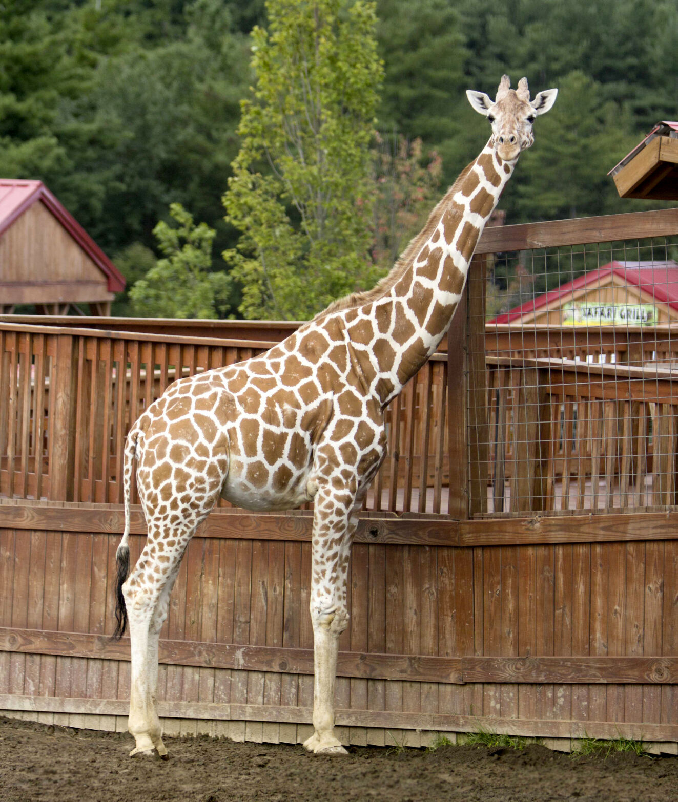 April the Giraffe